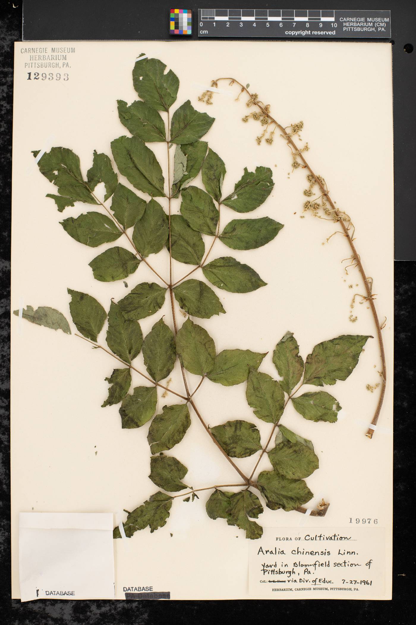 Aralia chinensis image