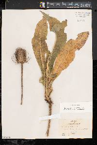 Dipsacus fullonum image