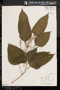 Collinsonia canadensis image