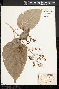 Collinsonia canadensis image