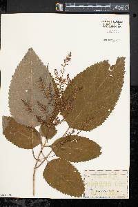 Collinsonia canadensis image