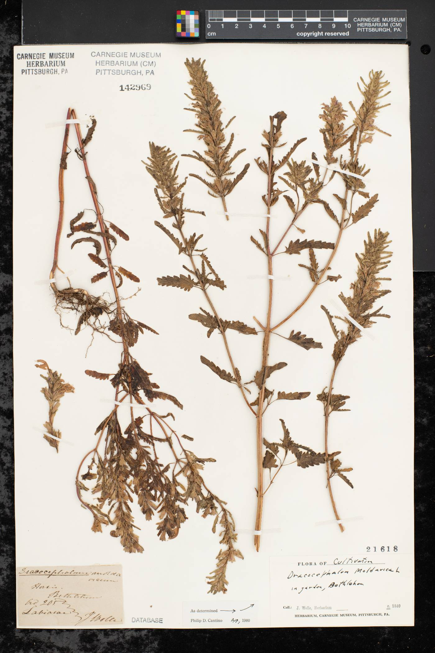 Dracocephalum moldavica image