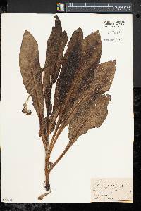 Cynoglossum virginianum image