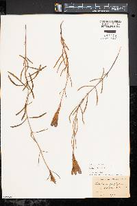 Gentiana porphyrio image
