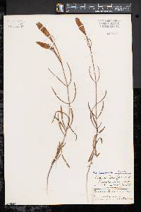 Gentiana porphyrio image