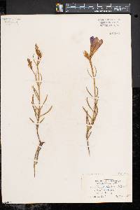 Gentiana porphyrio image