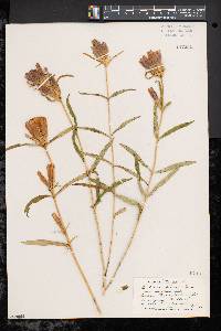 Gentiana linearis image