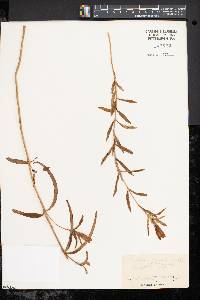 Gentiana linearis image