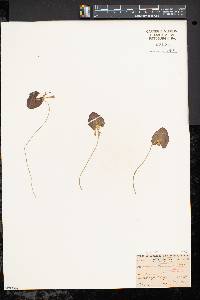 Image of Limnanthemum lacunosum