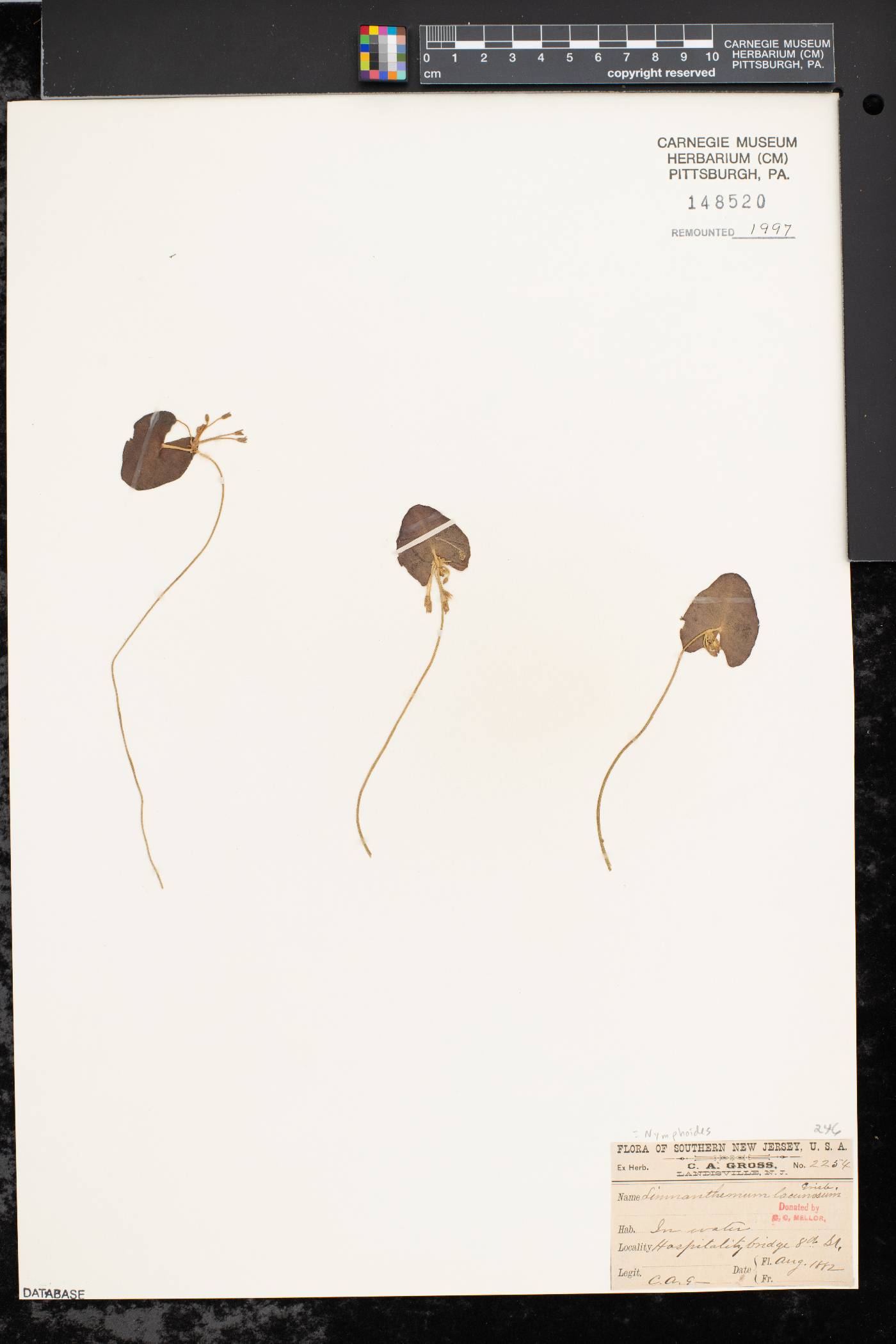 Limnanthemum lacunosum image