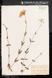 Sabatia lanceolata image