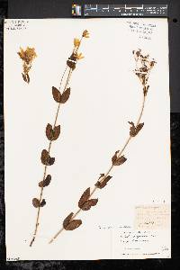 Sabatia corymbosa image