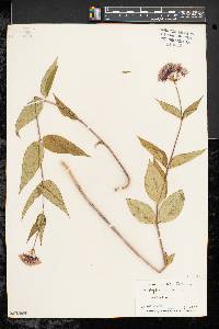 Asclepias rubra image