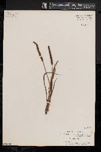 Plantago maritima image