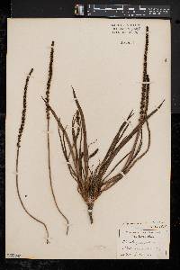 Plantago maritima subsp. juncoides image