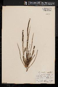 Plantago maritima image