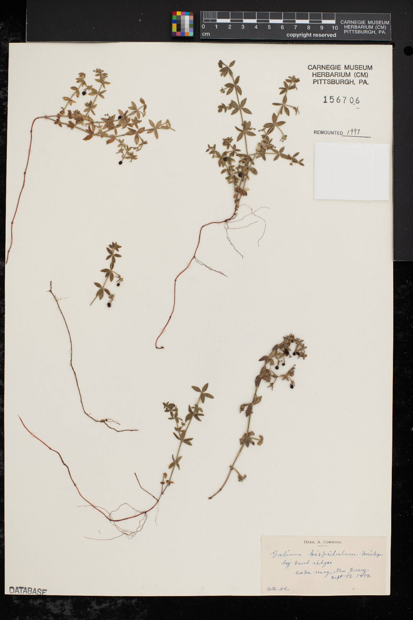 Galium hispidulum image