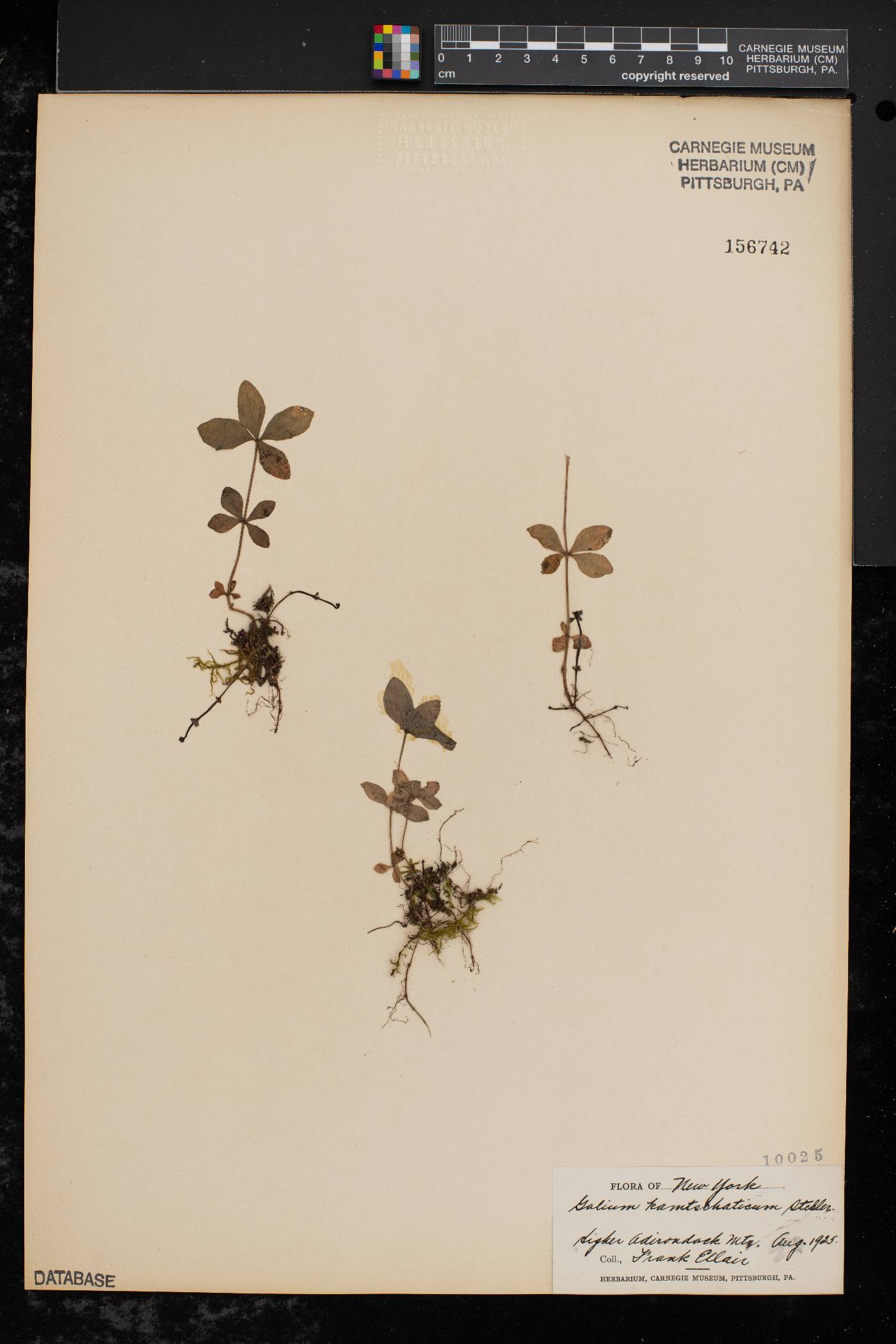 Galium kamtschaticum image