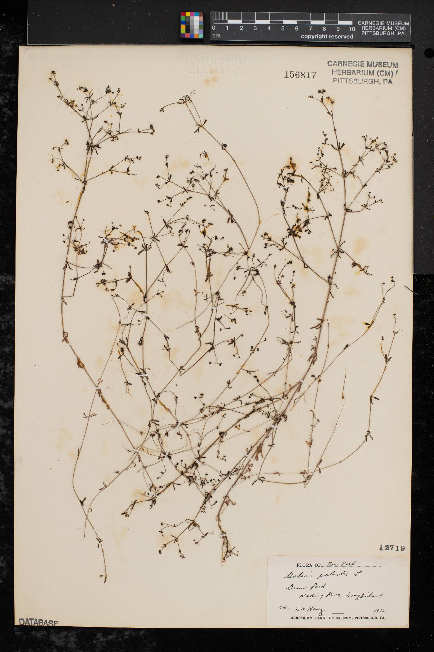 Galium palustre image