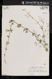 Galium pilosum image