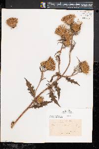 Cirsium altissimum image