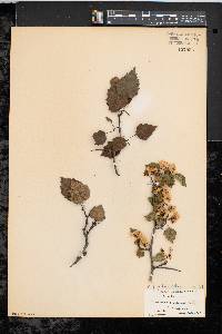 Crataegus iracunda image