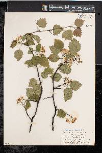 Crataegus pruinosa image