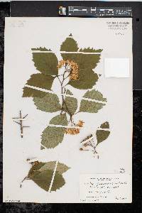 Crataegus calpodendron image