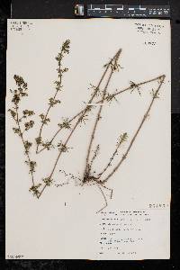 Galium verum image