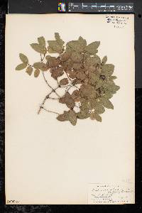 Lonicera canadensis image