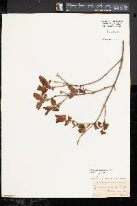 Lonicera canadensis image