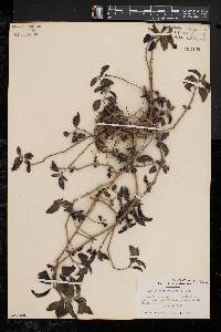 Image of Ruellia makoyana