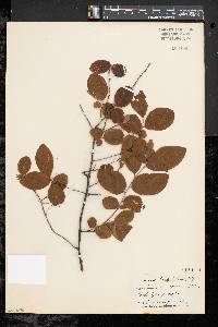 Vaccinium ovalifolium image