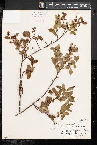 Vaccinium vacillans image