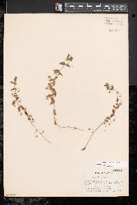 Lysimachia arvensis image