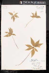 Trientalis borealis image