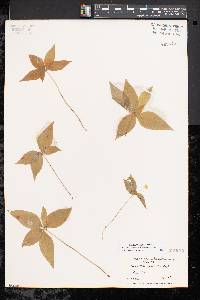 Trientalis borealis image