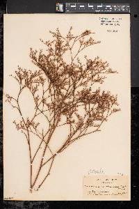 Limonium carolinianum image