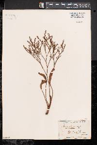 Limonium carolinianum image