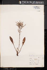 Limonium carolinianum image