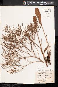 Limonium carolinianum image