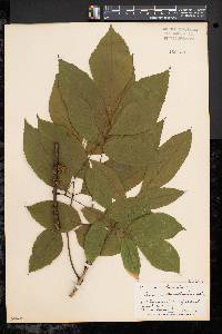 Fraxinus caroliniana image