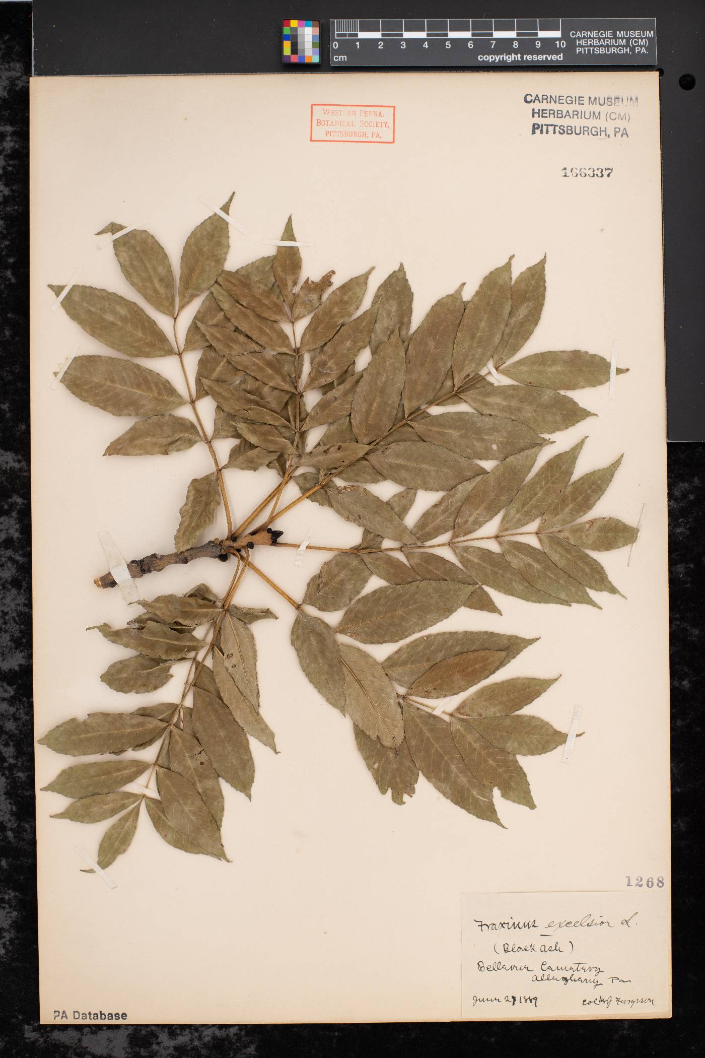 Fraxinus excelsior image