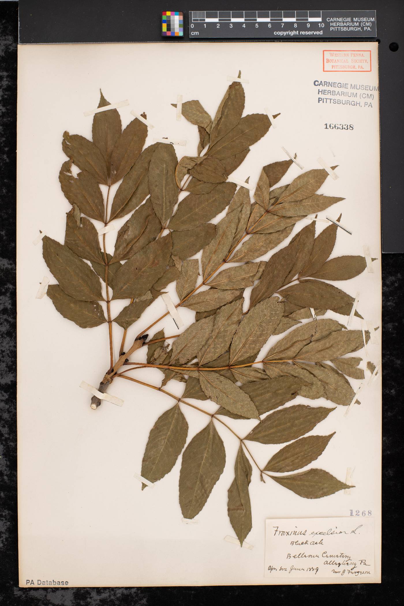 Fraxinus excelsior image