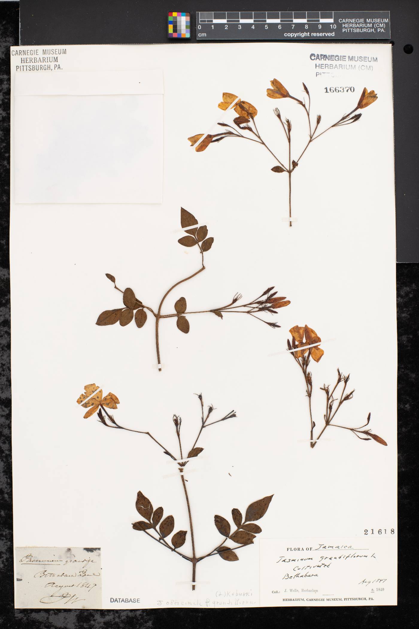 Jasminum grandiflorum image