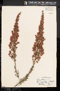 Erica tetralix image