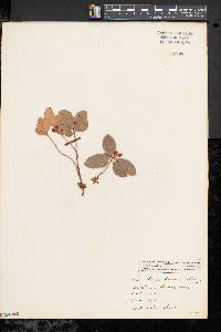 Gaultheria procumbens image