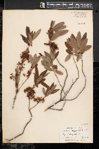 Kalmia angustifolia image