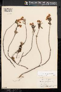 Kalmia polifolia image