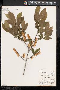 Leucothoe racemosa image